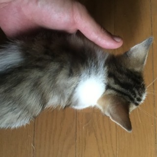 保護子猫の兄弟です。