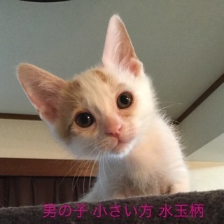 生後1カ月から1か月半★子猫の男の子兄弟