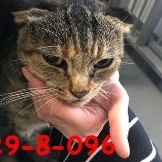 期限10/17 萩市保健所 タレ耳が可愛いキジ猫さん