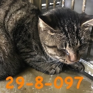 期限10/17 萩市保健所 可愛いキジ猫さん