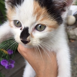 生後1〜2ヶ月の子猫です。かわいい三毛猫の家族になって下さい。