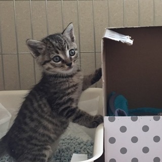 8月生まれの仔猫の里親さん募集中