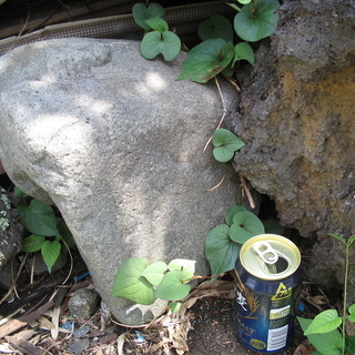 綺麗な庭石　庭づくりや屋内庭園、観葉植物と一緒にコーディネートの画像