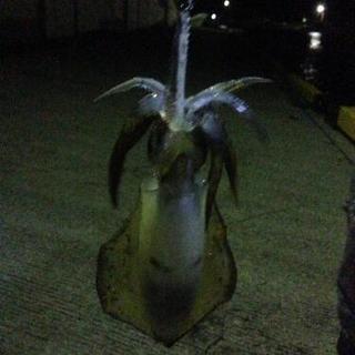 エギング仲間