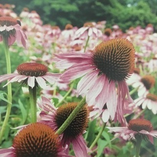 癒しのハーブたっぷりのスキンケア会🌿
