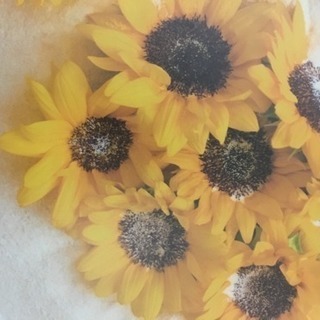 癒しのハーブたっぷりのスキンケア会🌿の画像