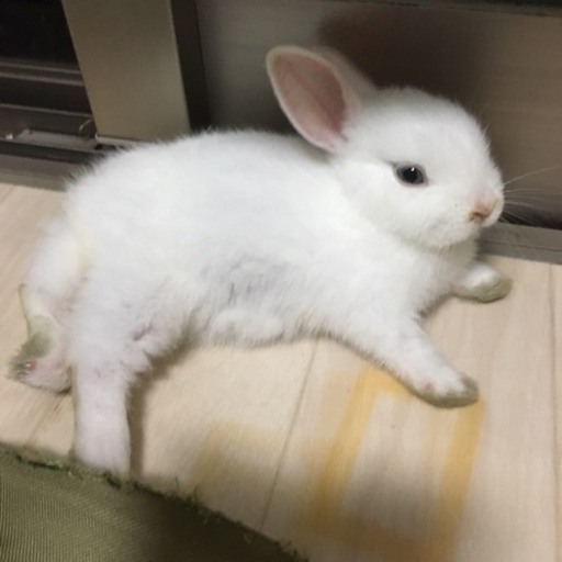 急募]白うさぎ(ネザーランドドワーフ)里親様募集 (のんちぇる) 北九州