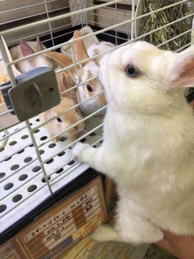 急募]白うさぎ(ネザーランドドワーフ)里親様募集 (のんちぇる) 北九州