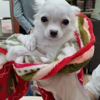1歳3ヶ月のチワワの女の子です！
