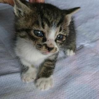 里親募集❗ - 猫