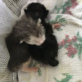 保健所の犬猫処分を減らそう！