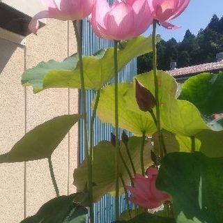 遺骨を郵送で。 - 冠婚葬祭