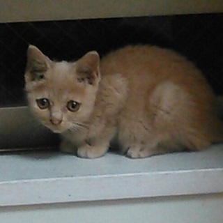 美少女仔猫の里親さん募集です