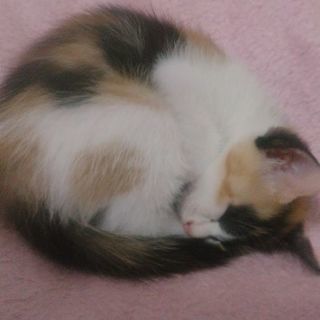 可愛い子猫ﾃﾞｽ
