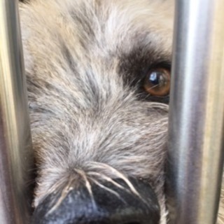 里親探してます。 - 犬