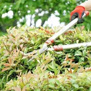 ■■宗像市【信頼】植木の剪定・庭木の刈り込み【福岡グリーン 宗像営業所】 の画像