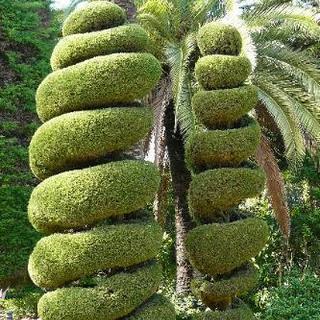 ■■■福岡県古賀市【実績】植木の刈り込み・庭木の剪定【福岡…
