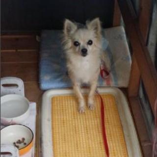 『終了』9月23日開催！犬猫様のお茶会〜ワンニャン自慢はここで〜 - その他