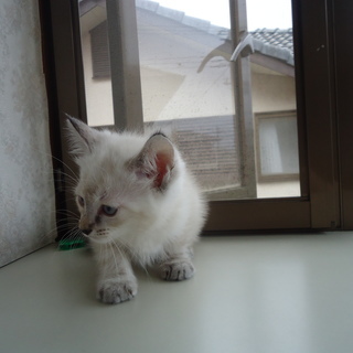 我が家で生まれた子猫です