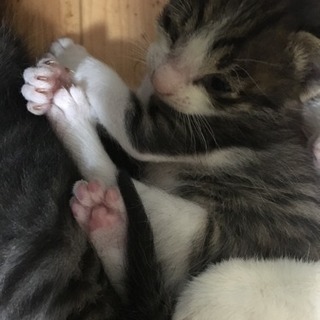 サバしろ猫ちゃん
