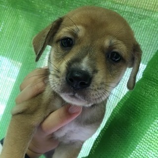 9月9日生まれ雑種 - さぬき市