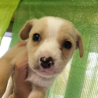 9月9日生まれ雑種 - 犬