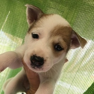 9月9日生まれ雑種 − 香川県