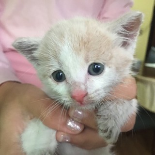 子猫の里親さん決まりました。ありがとうございました。