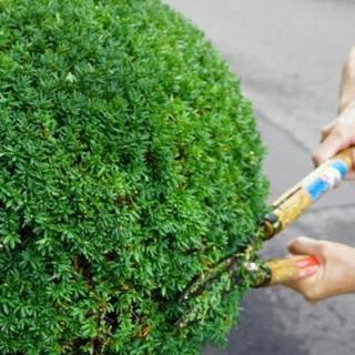 ■福岡県大野城市 【最高の技術】お庭の植木の刈り込み・植木…