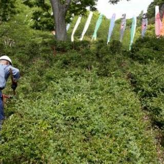 ■■■福岡県大宰府市【丁寧な作業】植木の剪定・庭木の刈り込…