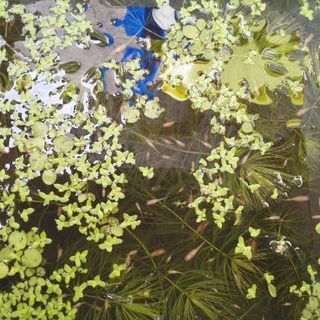 メダカのミックス　楊貴妃ライン　楊貴妃　東天紅　　楊貴妃ヒカリ　　オマケ水草の画像