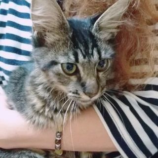猫の里親募集中です