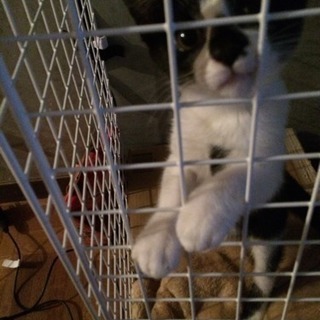 ▲子猫、至急里親募集中▲