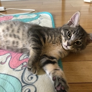 生後3～4ヵ月の子猫里親募集！