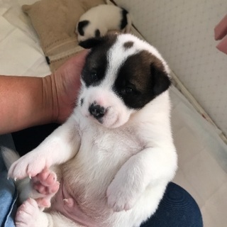 可愛い四国犬のミックス犬の子犬です