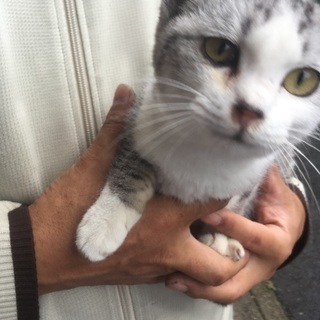 人懐っこいネコちゃん