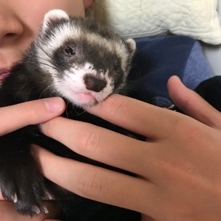 フェレット