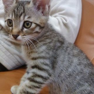 飼い主様募集です🎵