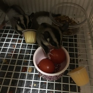 フクロモモンガ