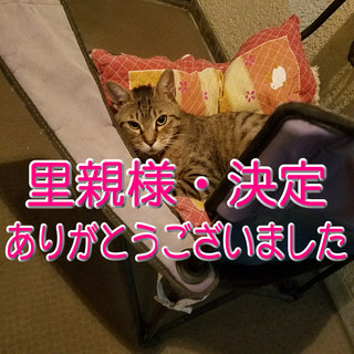 物わかりが良く甘えん坊の雄のトラ猫・推定1才です。