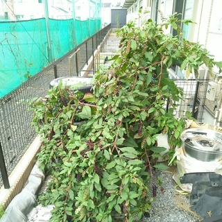 雑草の草むしり・１時間７５６０円～！！