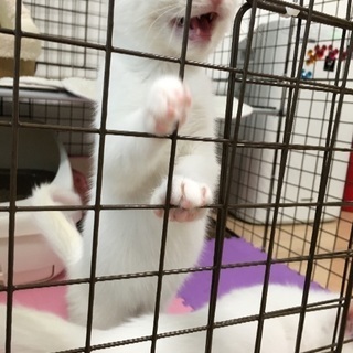 白猫