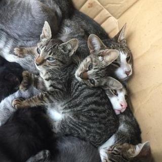 にゃんこ欲しい人募集～☺️✨ - 水戸市