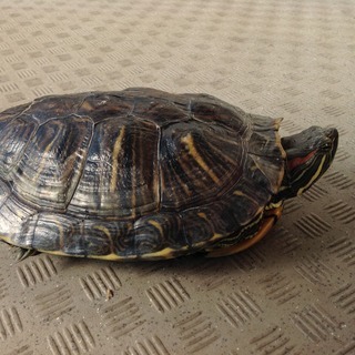 ５歳のミドリ亀、亀好きな方に譲ります。