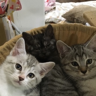 生後2ヶ月の子猫