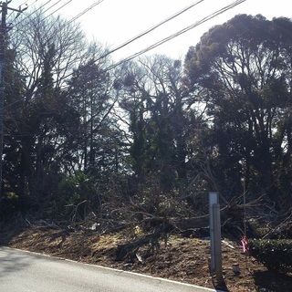 390万　264坪の整形地　測量済み　公道面！　巨木が沢山ありツ...