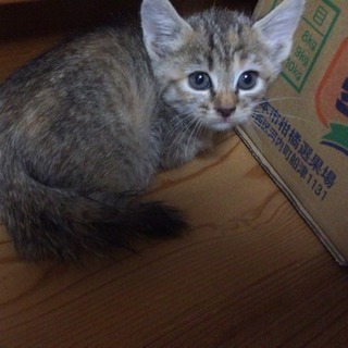 子猫里親募集
