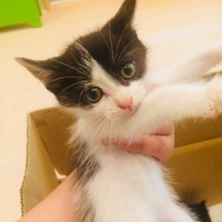 〜お迎え頂きました〜生後1ヶ月前後の兄妹ニャンコ