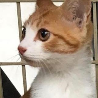 里親さん募集です。美人な茶白4ヶ月✨