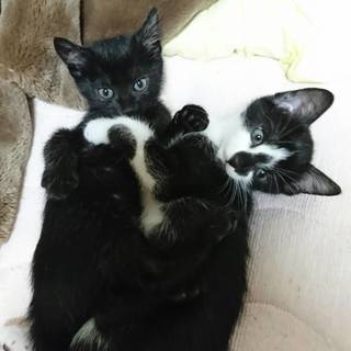 8月29日産まれのメス猫2匹